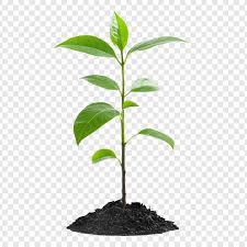 μεγάλο φυτό