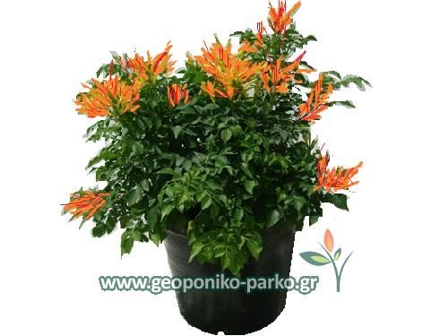 ολοκληρωμένο φυτό