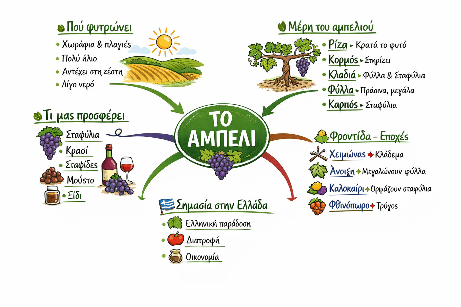 Η εικόνα παρουσιάζει ένα πολύχρωμο mind map με θέμα **το αμπέλι**, όπου στο κέντρο βρίσκεται το βασικό θέμα και γύρω του απλώνονται οι ενότητες για το πού φυτρώνει, τα μέρη του, τι μας προσφέρει, τη φροντίδα του και τη σημασία του στην Ελλάδα. Είναι σχεδιασμένη με απλά σκίτσα και λέξεις-κλειδιά, κατάλληλη για μαθητές Δημοτικού.
